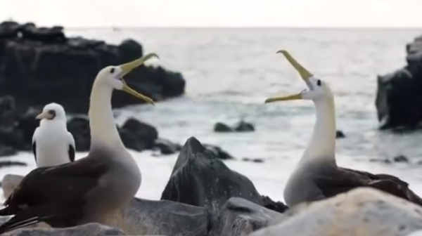 This image has an empty alt attribute; its file name is waved-albatross-pair.png